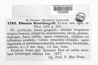 Phoma ornithogali image